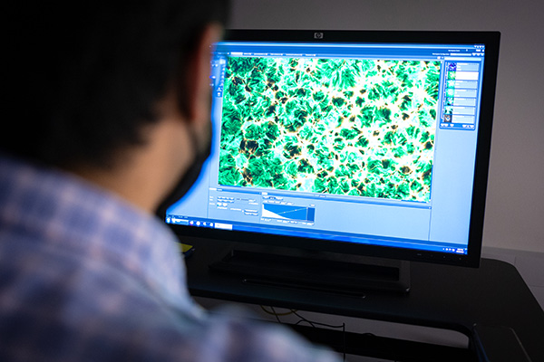 Cellular imaging lab technician viewing images on a monitor